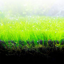 Load image into Gallery viewer, Fluval Bio Stratum Volcanic Substrate